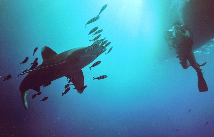 акулы в тайланде