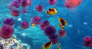 медузы в таиланде