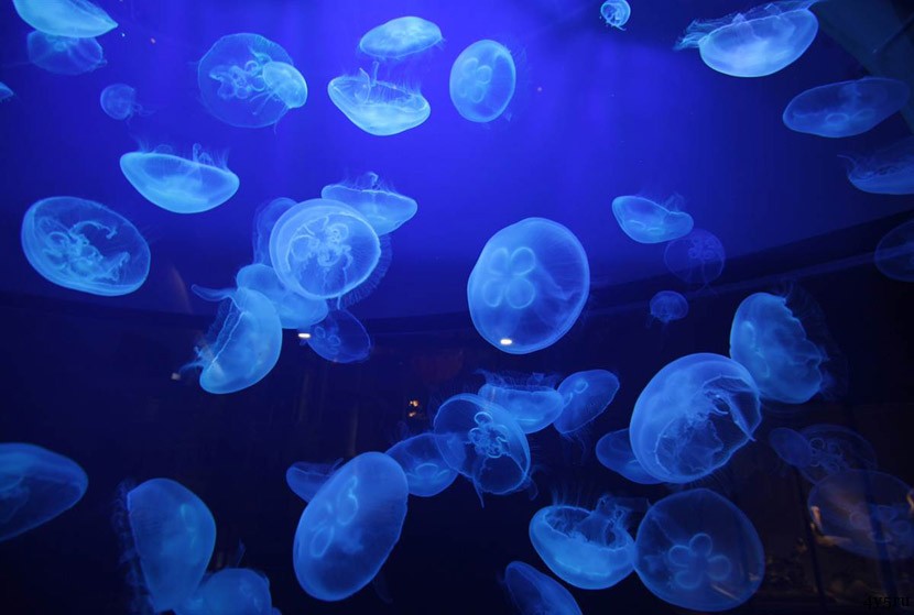 защита от медуз таиланд