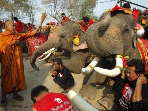 день слона таиланд