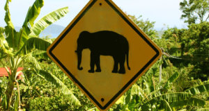 смерть от слона таиланд