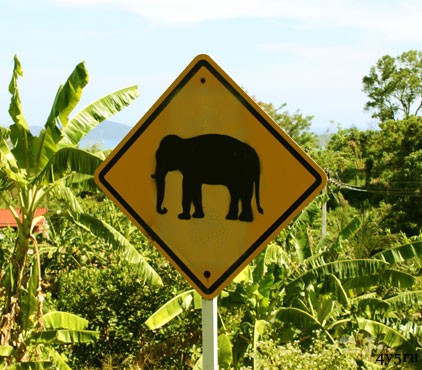смерть от слона таиланд