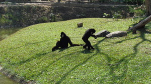 Зоопарк Кхао Кео