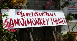 шоу обезьян самуи