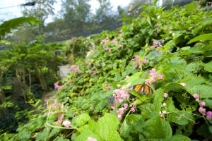 butterflies garden samui