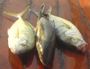 fishinig in pattaya