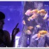 Большой аквариум на Маврикий